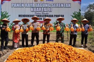 Bupati Balangan Dukung Panen Raya Jagung Serentak Bersama Presiden Prabowo