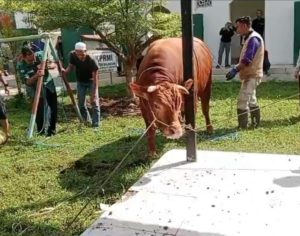 Presiden Prabowo Kurbankan Sapi Limosin 861 Kg untuk Warga Balangan