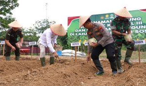 Balangan Dukung Tanam Jagung Serentak untuk Wujudkan Swasembada Pangan