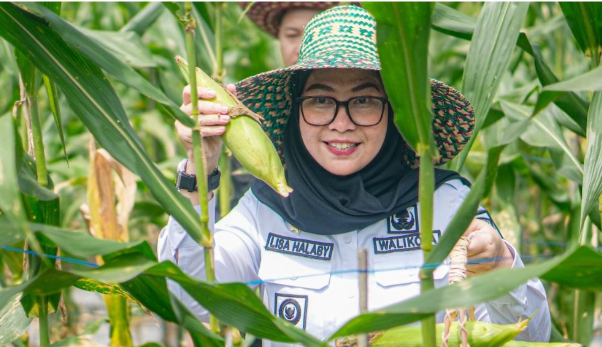 Wali Kota Banjarbaru Panen Cabai dan Jagung, Tegaskan Komitmen Dukung Ketahanan Pangan