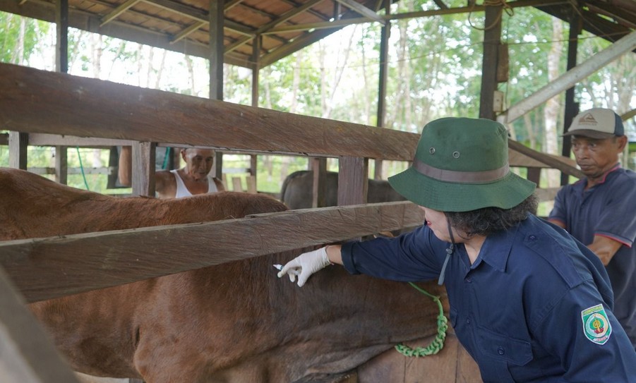 Balangan Gencarkan Vaksinasi PMK untuk Lindungi Ratusan Sapi
